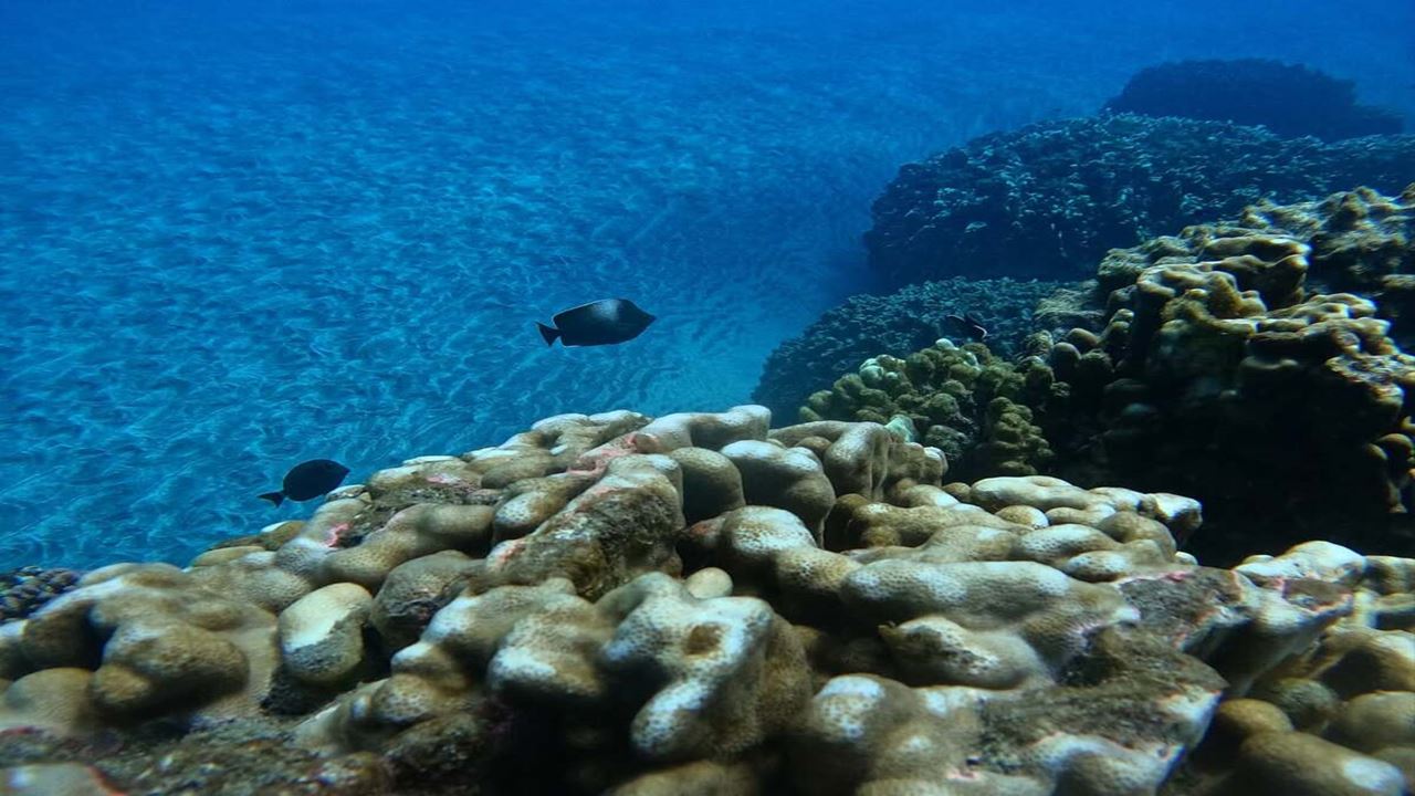 Aventura De Mergulho Na Costa Externa De Hanga Roa foto 4