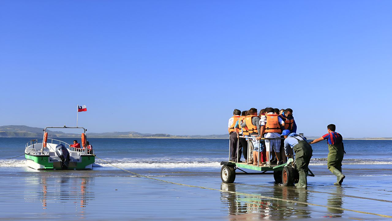 Aventura De Pinguins Na Baía De Puñihuil Ancud foto 5