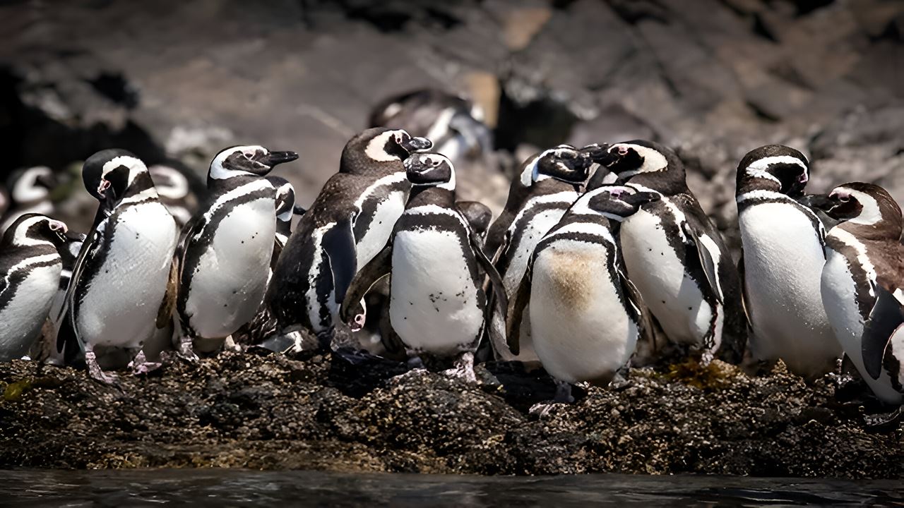 Aventura De Pinguins Na Baía De Puñihuil Ancud foto 4
