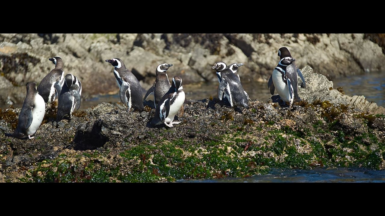 Aventura De Pinguins Na Baía De Puñihuil Ancud foto 7
