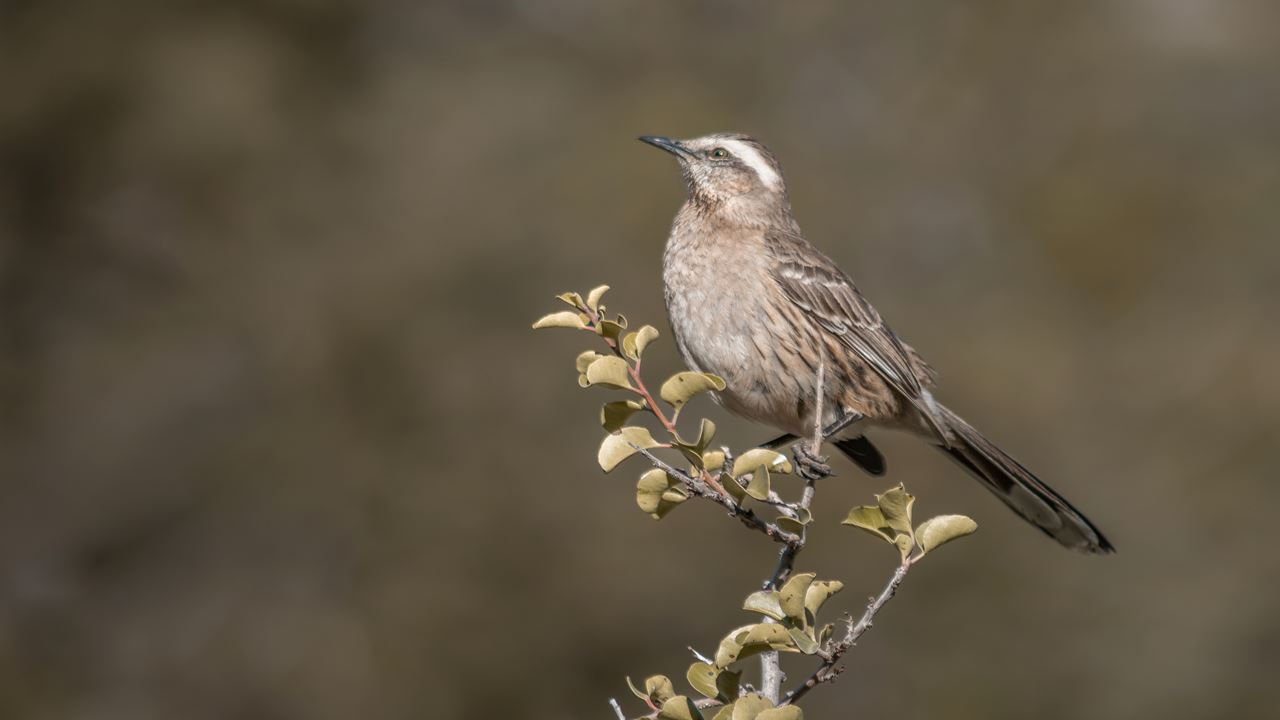 Bird Watching foto 1