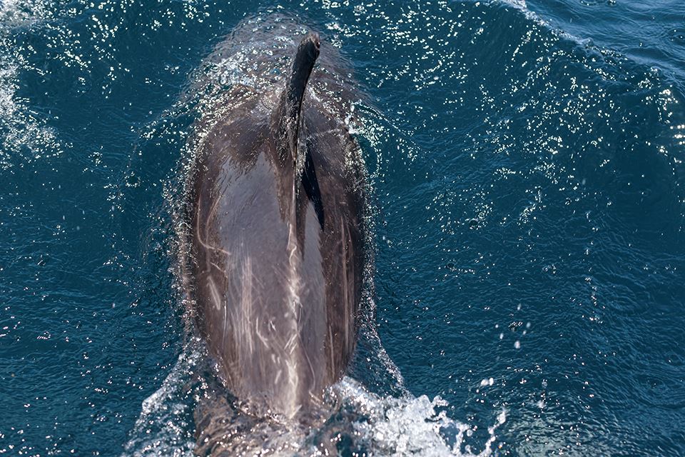 Whale Watching In The Chañaral Island Marine Reserve foto 5