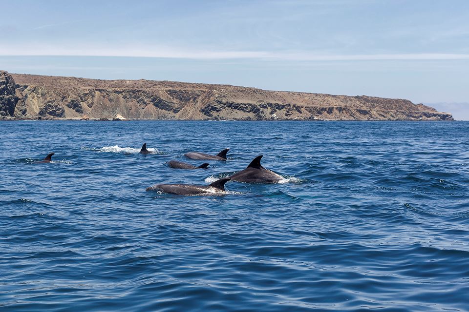 Whale Watching In The Chañaral Island Marine Reserve foto 8