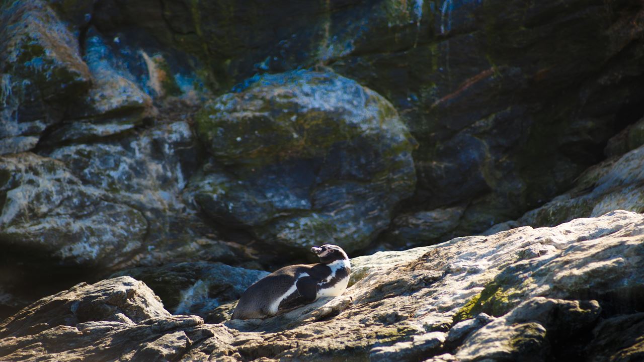 Whale Watching In The Chañaral Island Marine Reserve foto 15