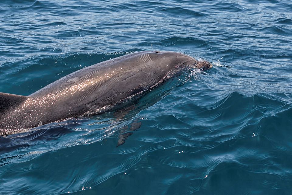 Whale Watching In The Chañaral Island Marine Reserve foto 7