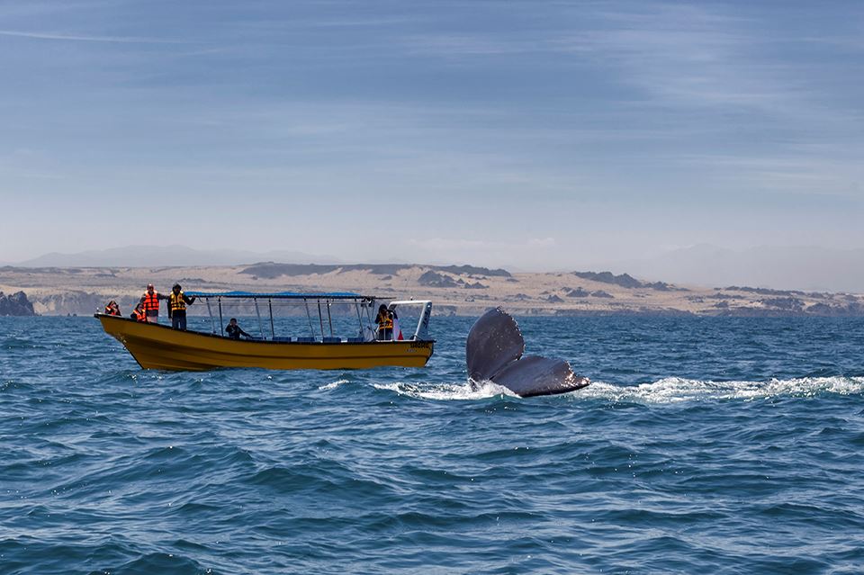 Whale Watching In The Chañaral Island Marine Reserve foto 10