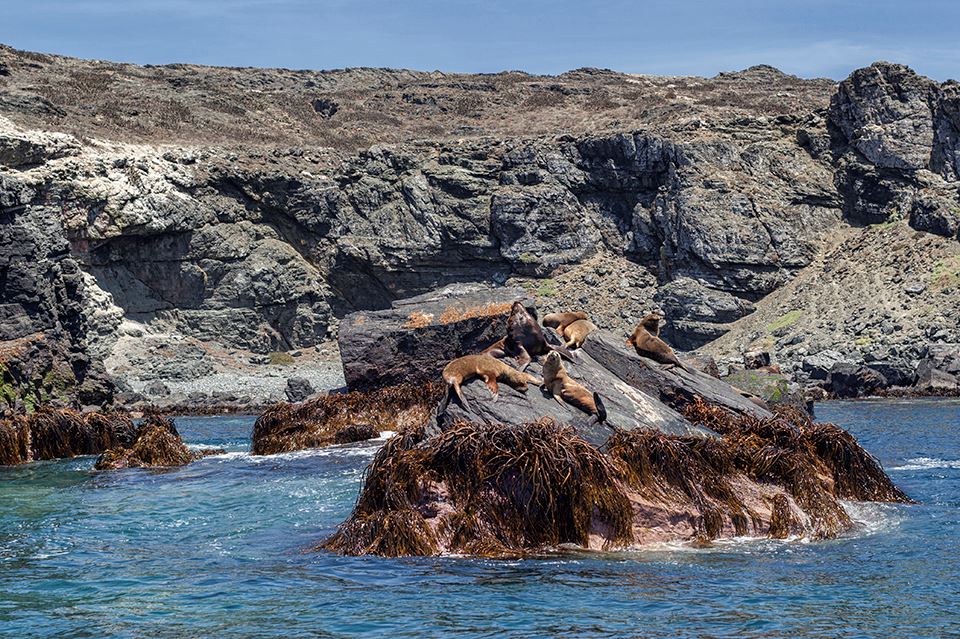 Whale Watching In The Chañaral Island Marine Reserve foto 13