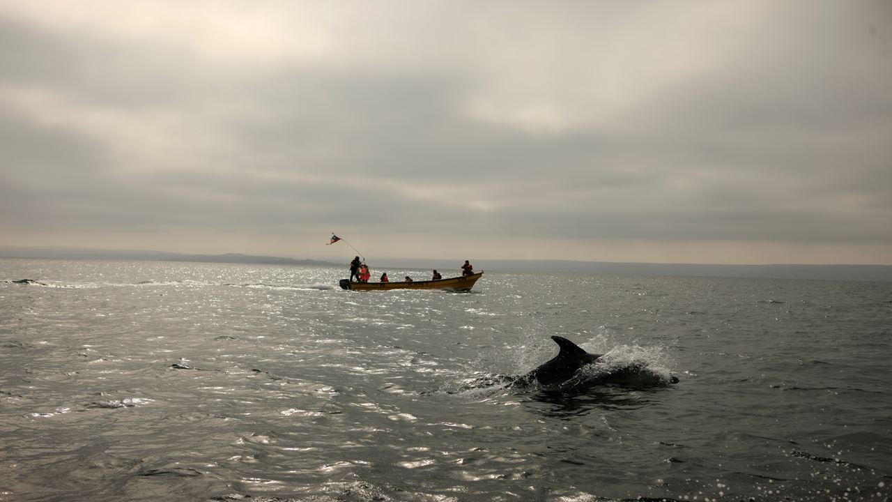 Whale Watching In The Chañaral Island Marine Reserve foto 21