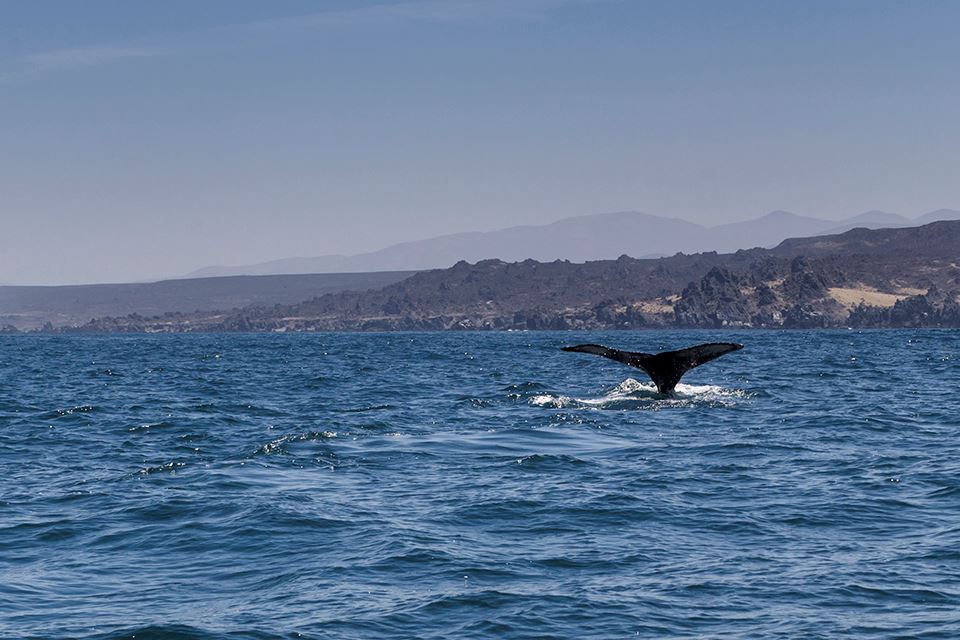 Whale Watching In The Chañaral Island Marine Reserve foto 11