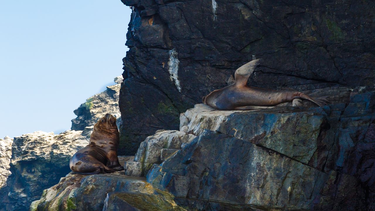 Whale Watching In The Chañaral Island Marine Reserve foto 19