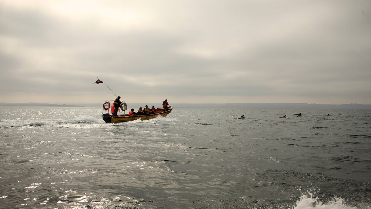 Whale Watching In The Chañaral Island Marine Reserve foto 20