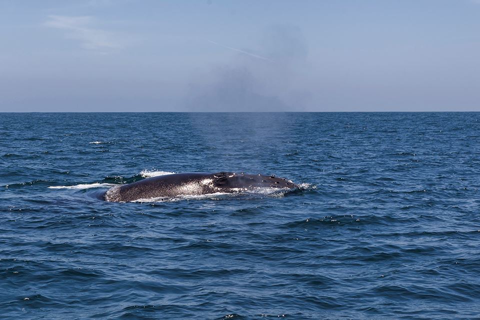 Whale Watching In The Chañaral Island Marine Reserve foto 6
