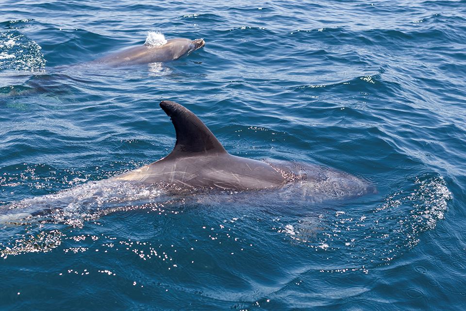 Whale Watching In The Chañaral Island Marine Reserve foto 14