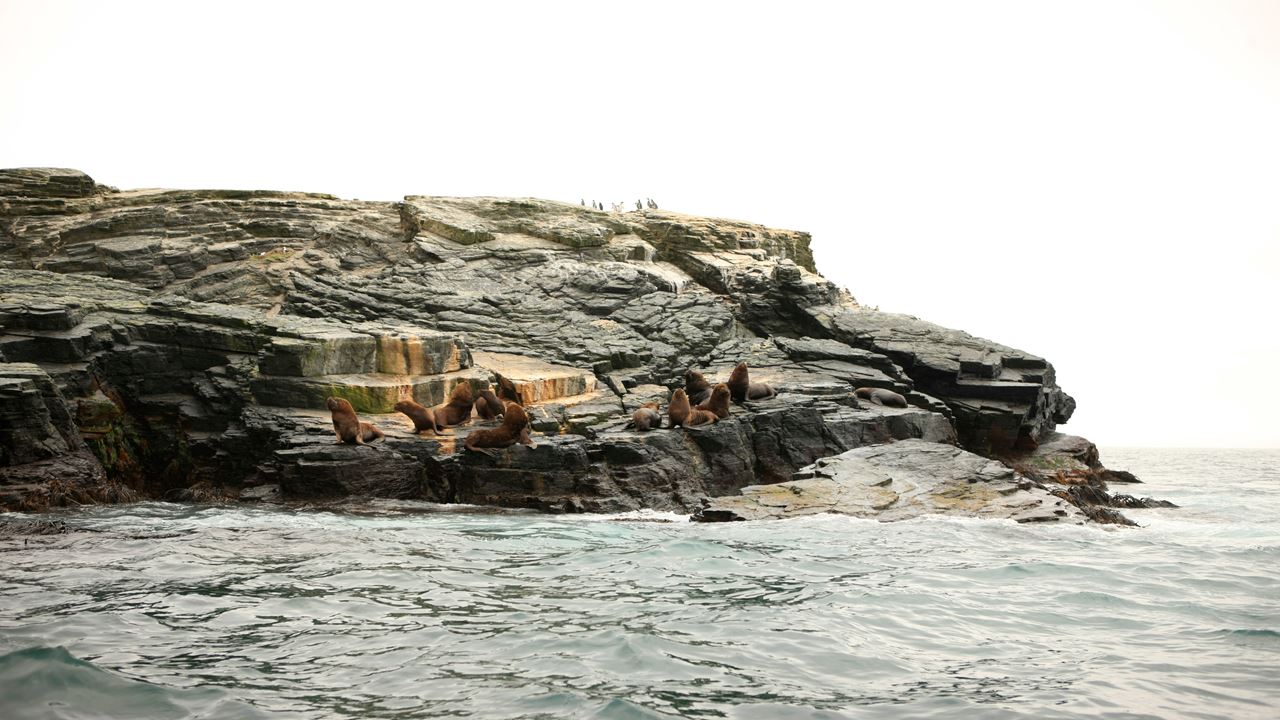 Whale Watching In The Chañaral Island Marine Reserve foto 17