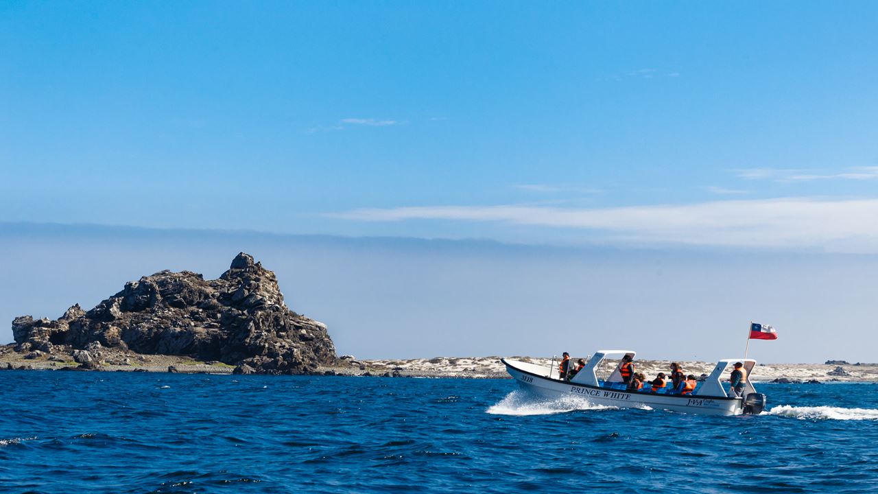Whale Watching In The Chañaral Island Marine Reserve foto 2