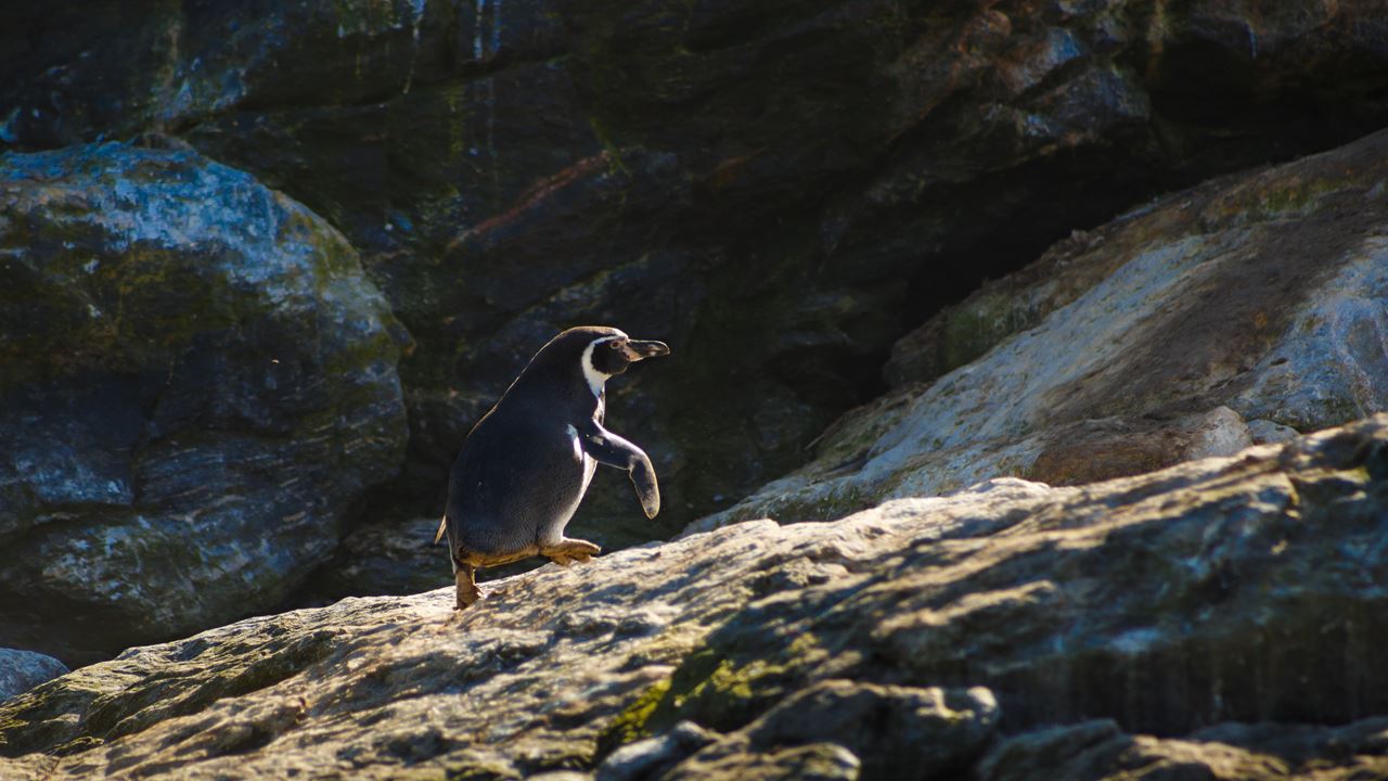 Whale Watching In The Chañaral Island Marine Reserve foto 16