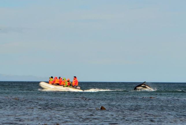 Dolphin Watching And Horseback Riding foto 9