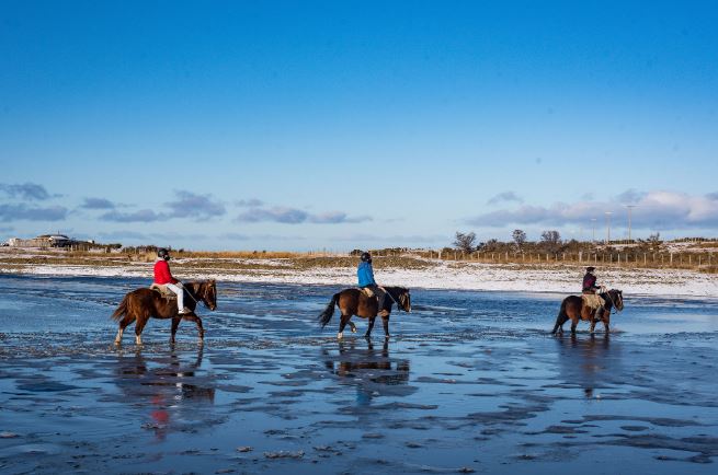 Dolphin Watching And Horseback Riding foto 7