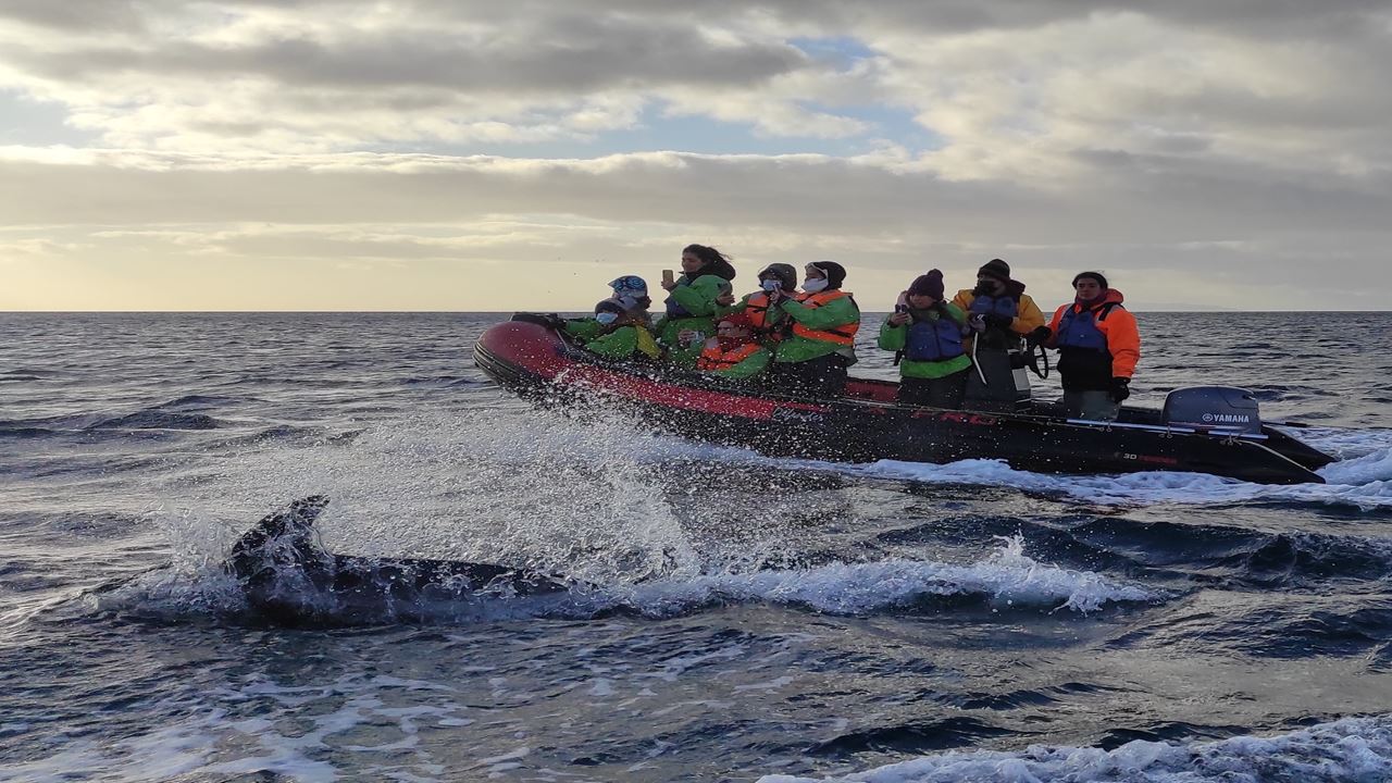 Dolphin Watching And Horseback Riding foto 2