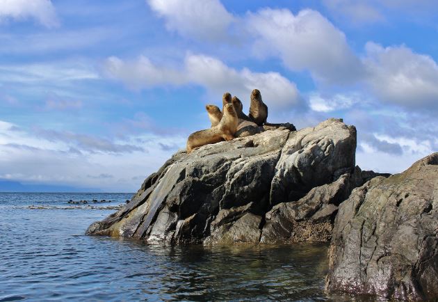 Dolphin Watching And Horseback Riding foto 8