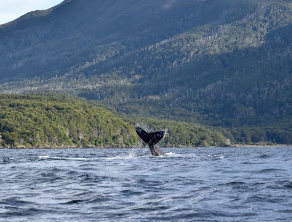 Dolphin Watching And Horseback Riding foto 10