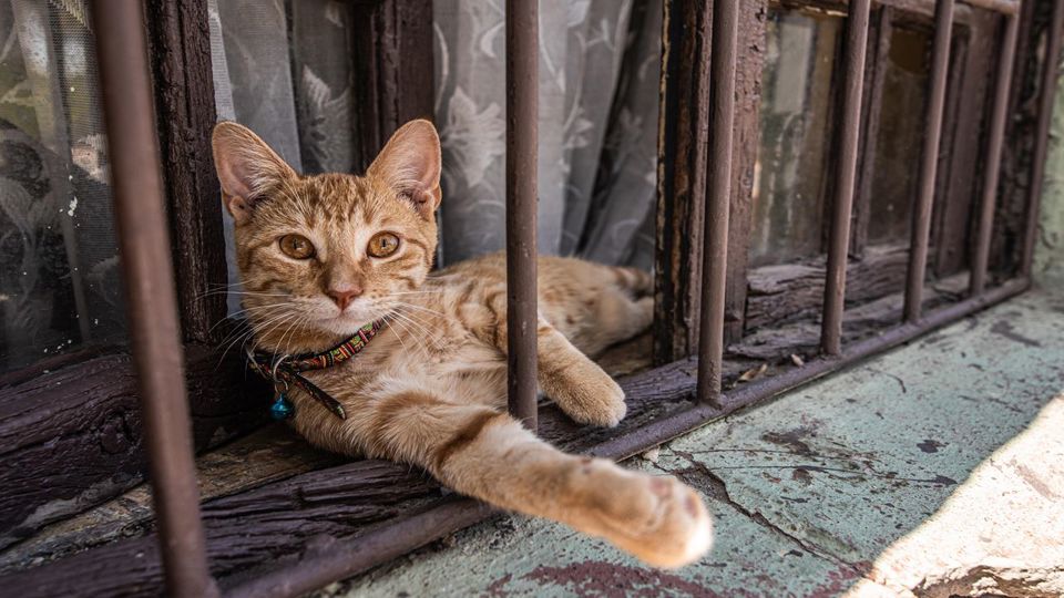 Matta Sur Neighborhood - Local And Authentic Santiago foto 4