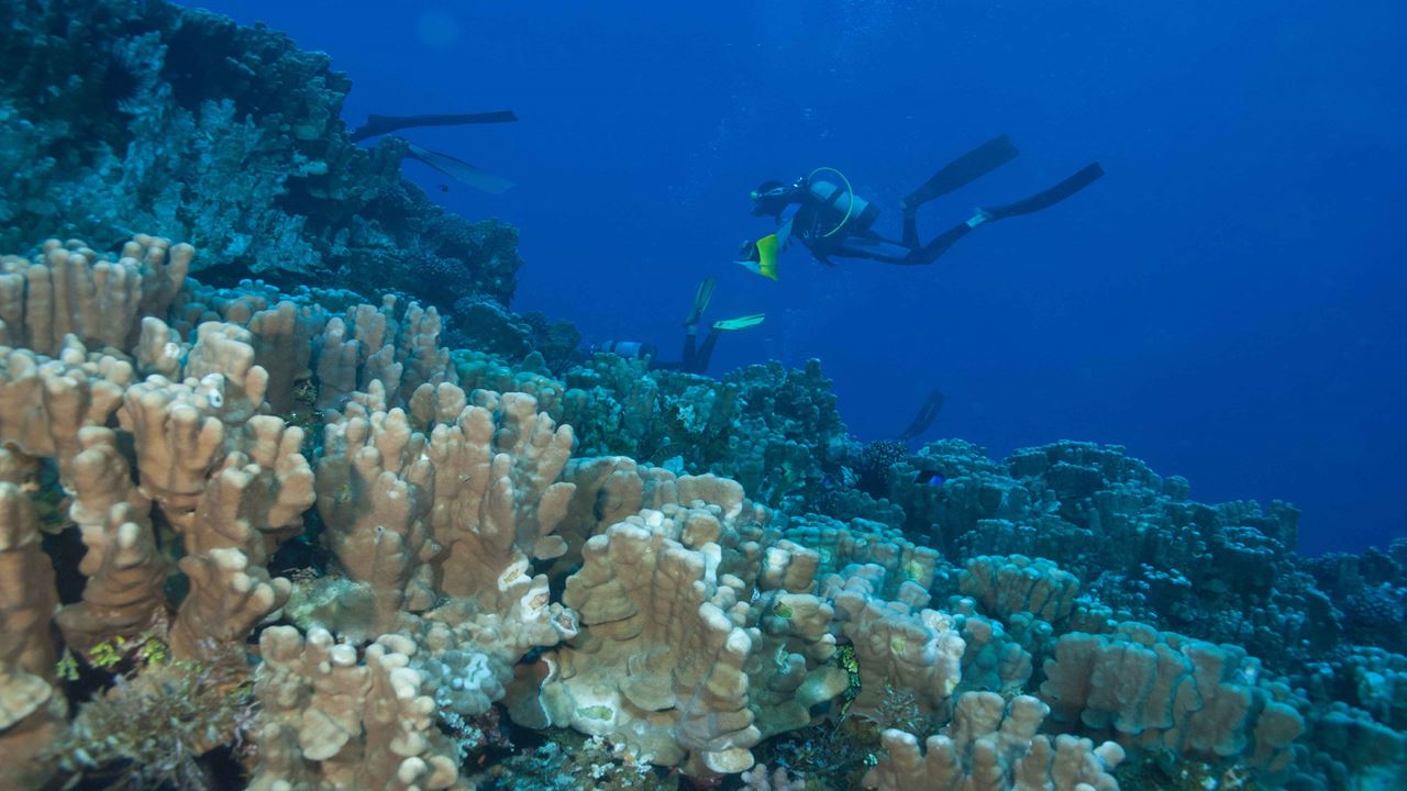 Test Diving In Hanga Roa foto 9