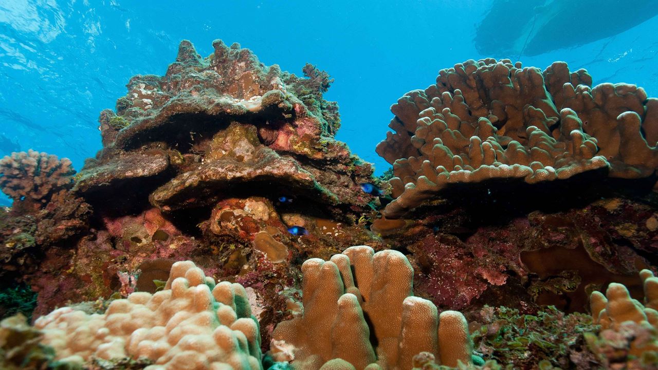 Test Diving In Hanga Roa foto 7