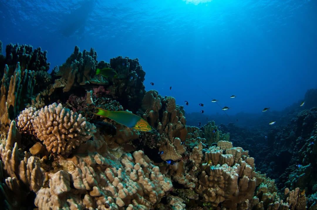 Test Diving In Hanga Roa foto 2