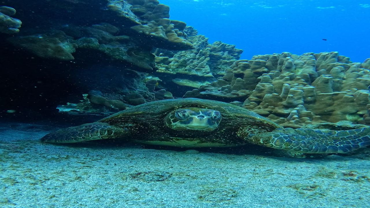 Test Diving In Hanga Roa foto 1