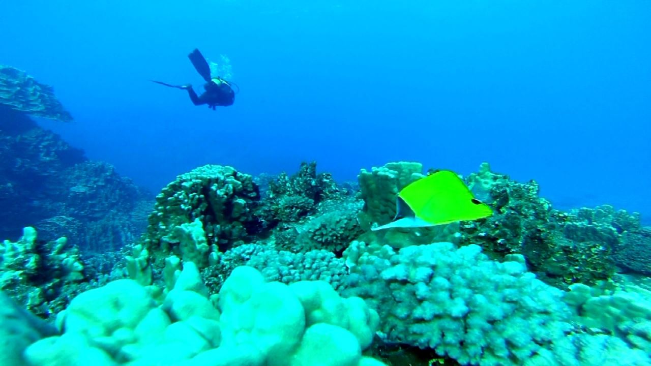 Test Diving In Hanga Roa foto 5