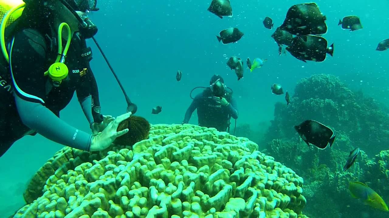 Test Diving In Hanga Roa foto 6