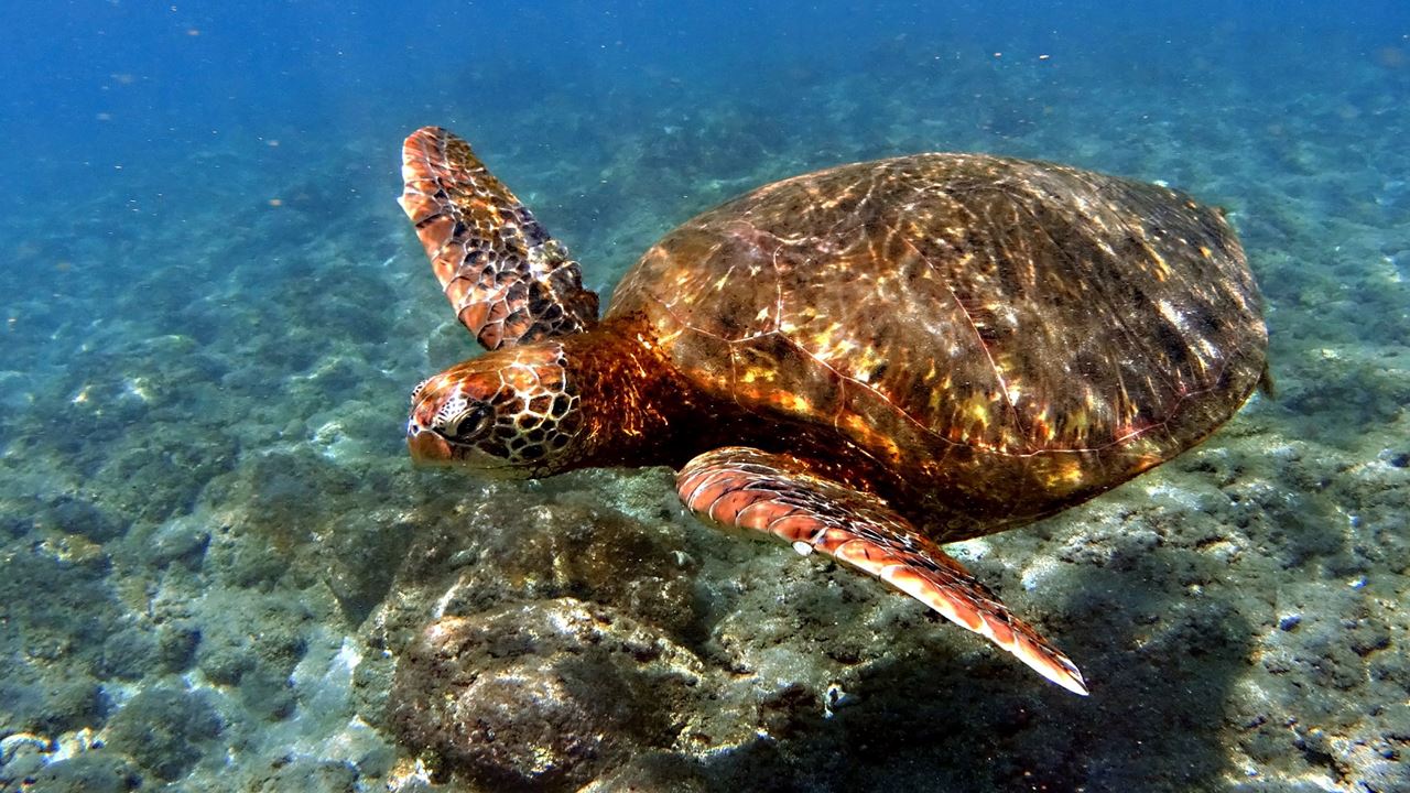 Buceo En Los Motus foto 1