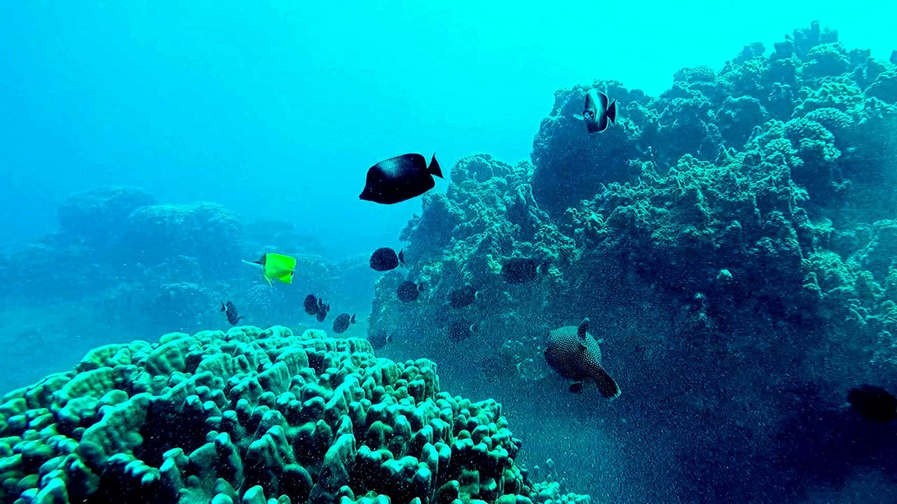 Buceo En Los Motus foto 2