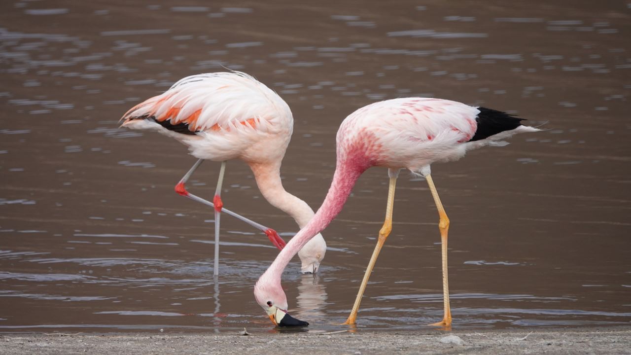 Buggy Safari Guiado: Aventura Off-road Entre Dunas Y Paisajes Naturales foto 3