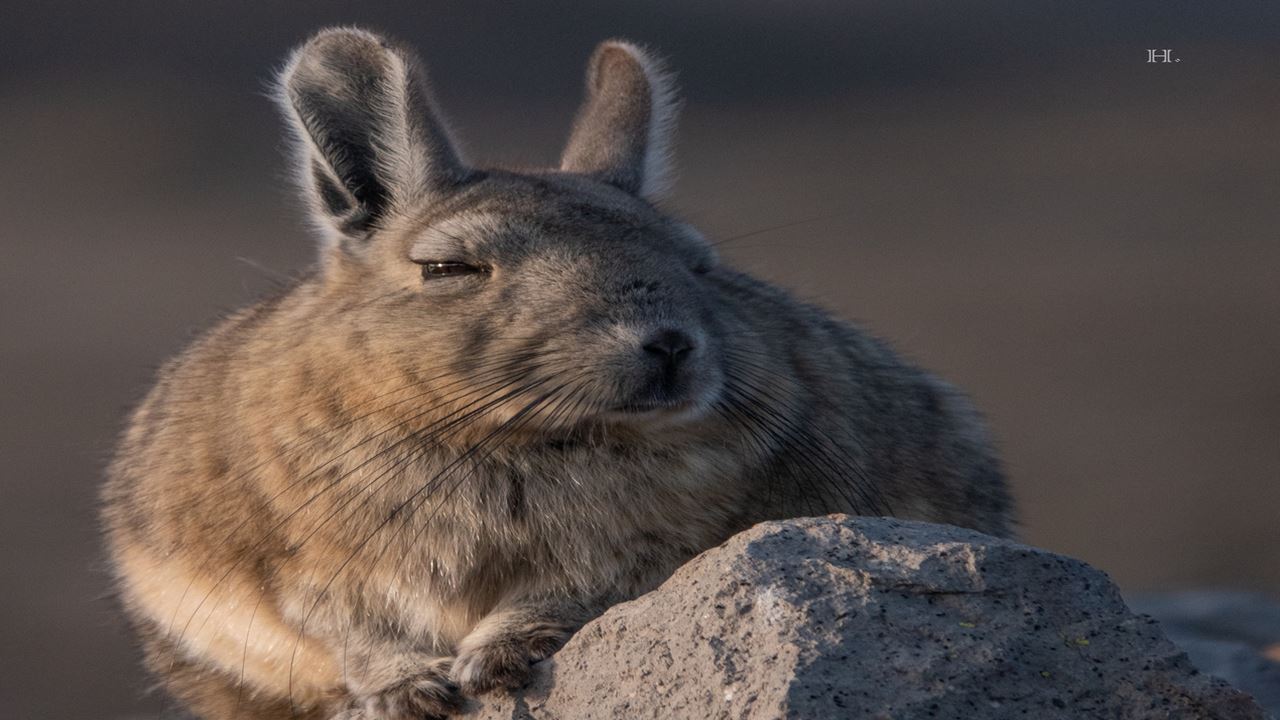 Buggy Safari Guiado: Aventura Off-road Entre Dunas Y Paisajes Naturales foto 2