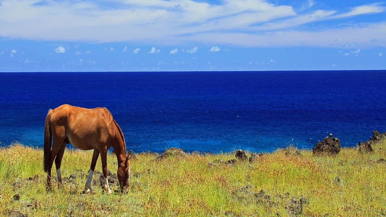 Cabalgata En Isla De Pascua foto 1