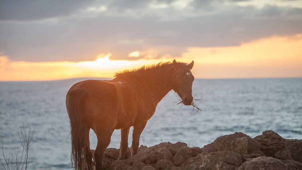 Cabalgata En Isla De Pascua foto 2