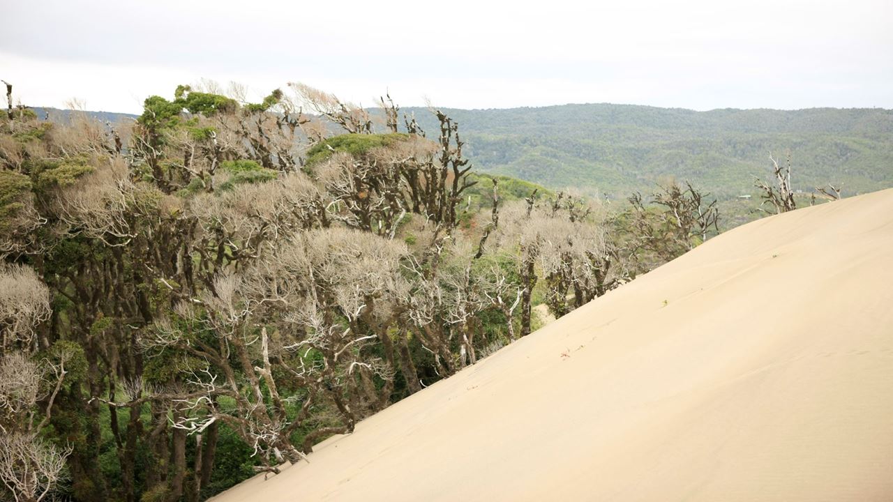 Tesouros Chaihuin E Curral Da Rota Costeira Valdiviana foto 4