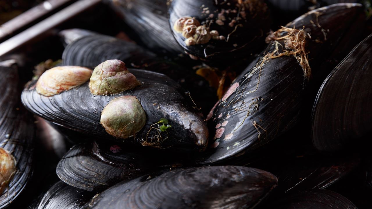 "chef For A Day" Chiloé Flavor And Tradition foto 12