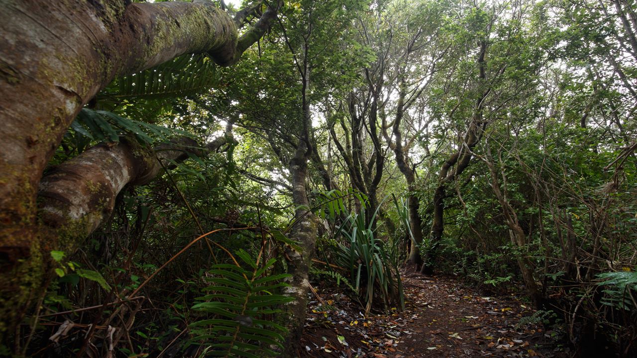 Chiloe Magico: Seguindo Os Passos De Darwin No Parque Nacional De Chiloe foto 13
