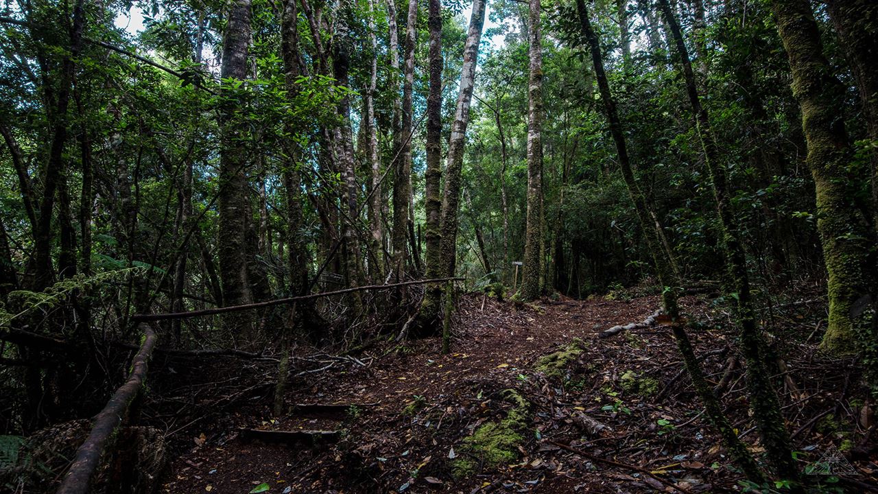 Chiloe Magico: Seguindo Os Passos De Darwin No Parque Nacional De Chiloe foto 4