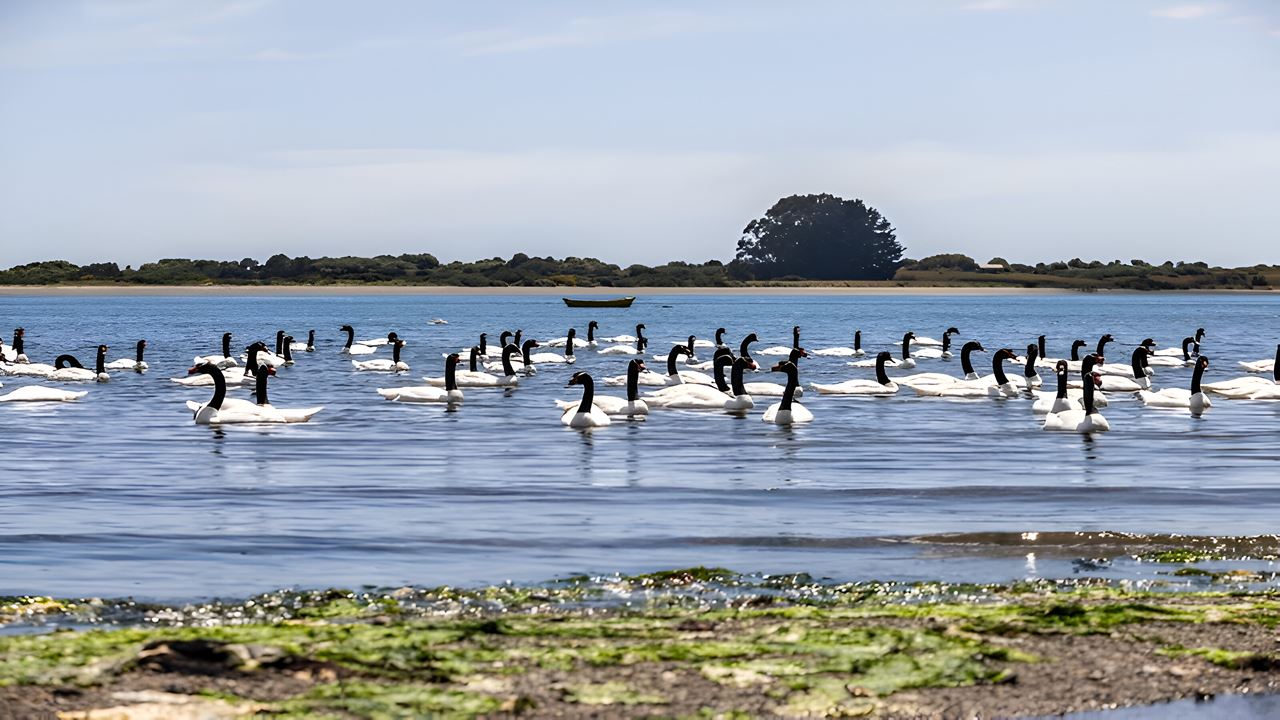 Descubre Ancud Y Las Pingüineras De Puñihuil foto 9