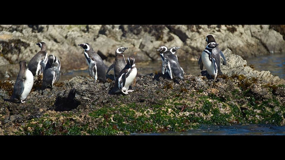 Descubre Ancud Y Las Pingüineras De Puñihuil foto 13