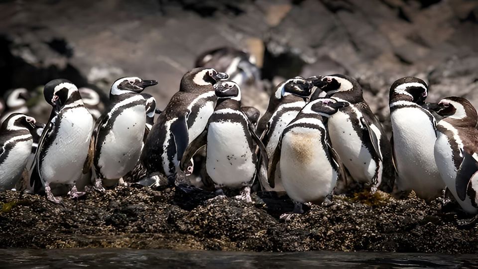 Descubre Ancud Y Las Pingüineras De Puñihuil foto 10