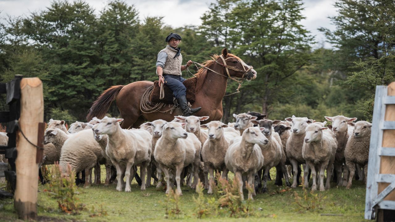 Experience At A Patagonian Ranch: Shearing And Roasting foto 4
