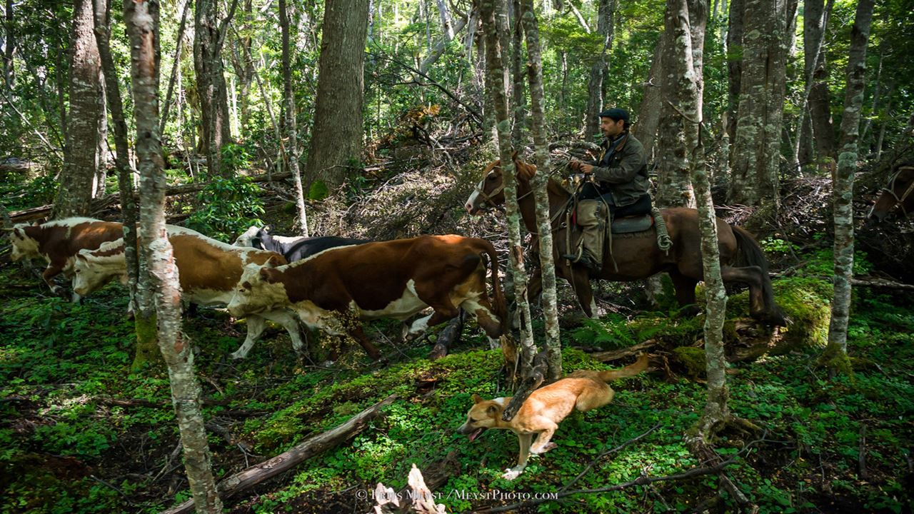 Experience At A Patagonian Ranch: Shearing And Roasting foto 1