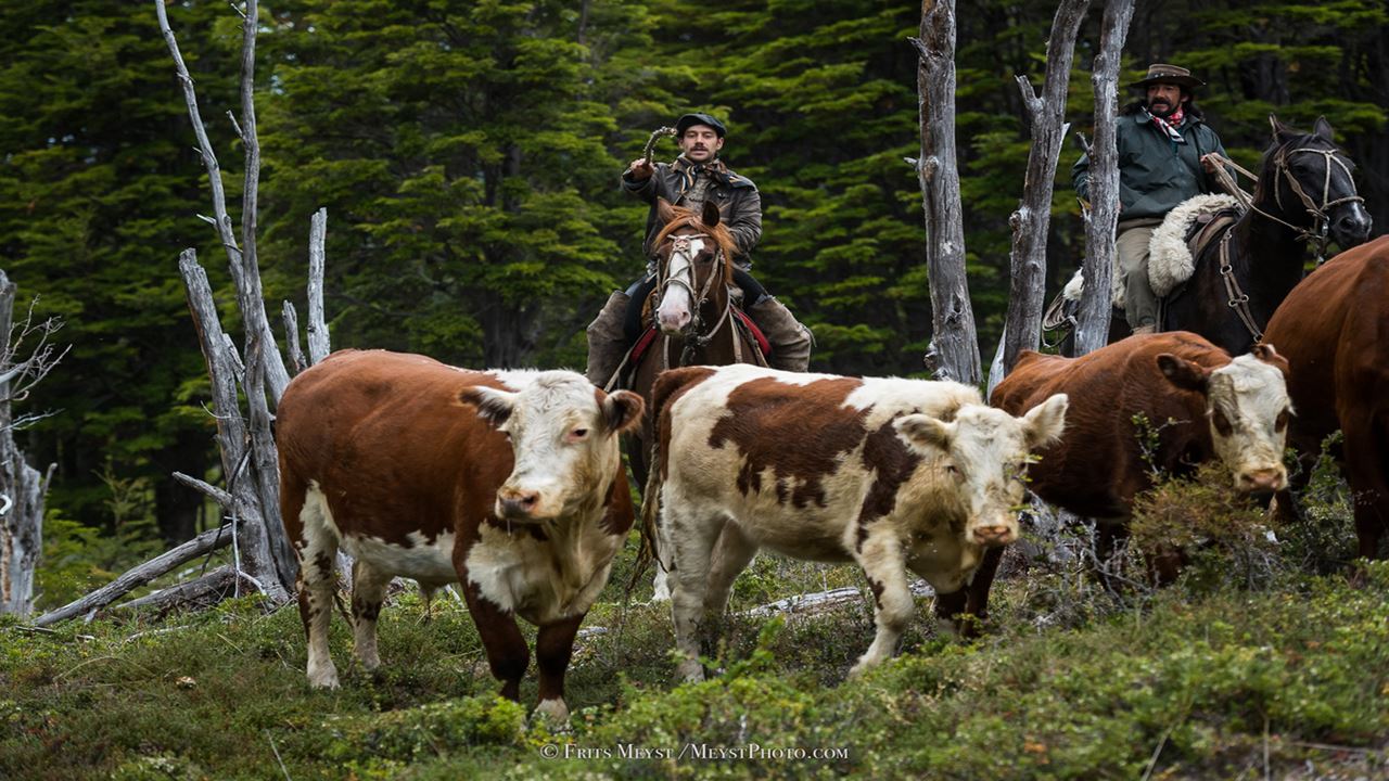 Experience At A Patagonian Ranch: Shearing And Roasting foto 3