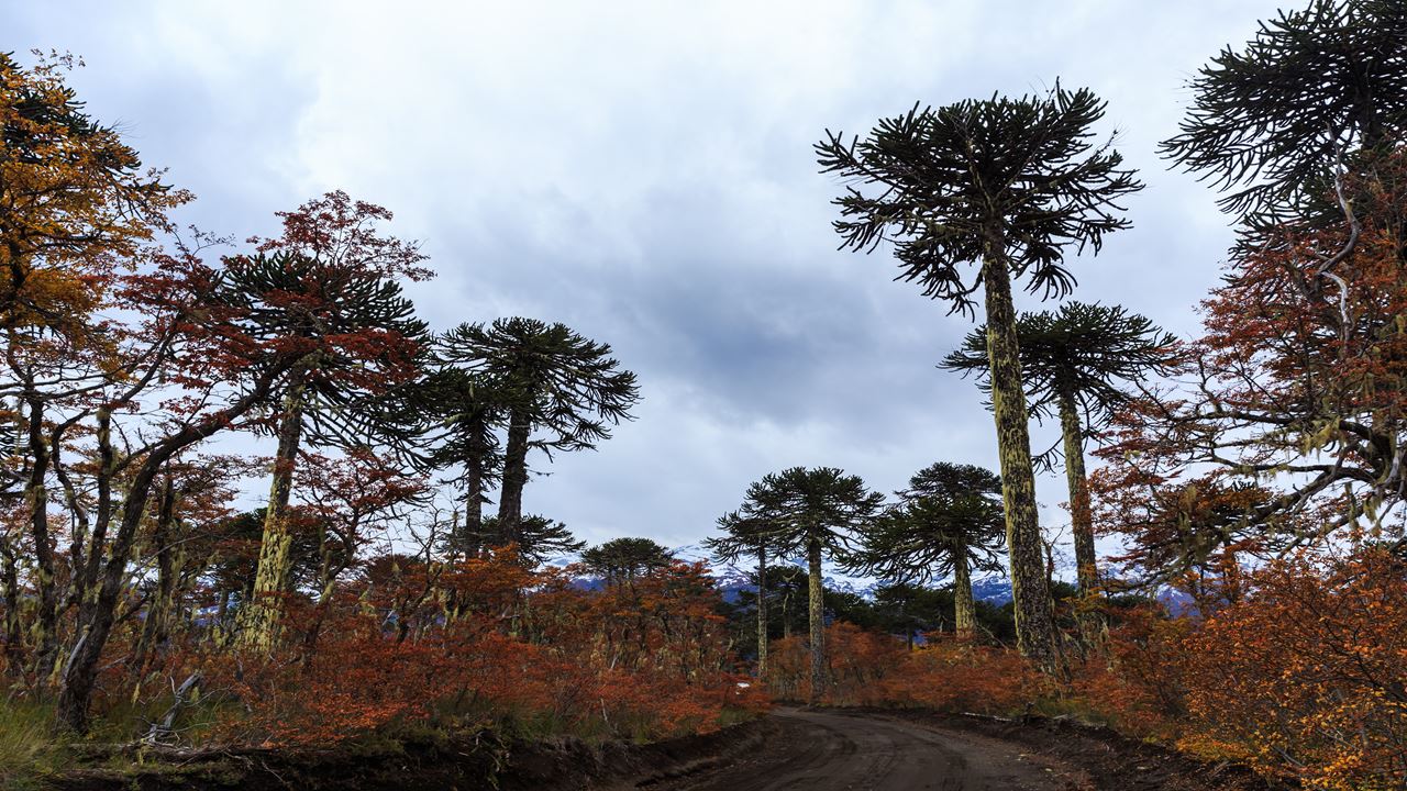 Full Day Parque Nacional Conguillío foto 7