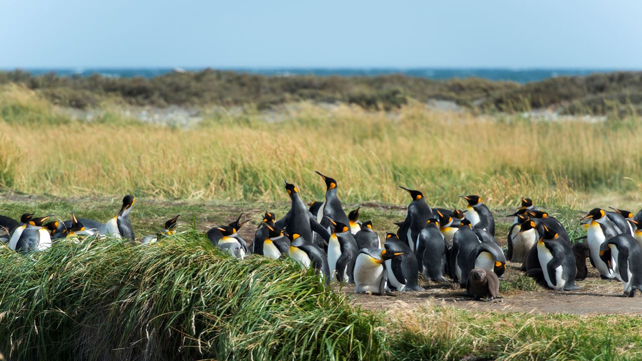 Dia Inteiro No King Penguin Park Em Tierra Del Fuego foto 2